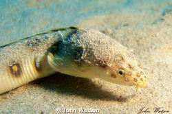 Snake Eel by John Watson 